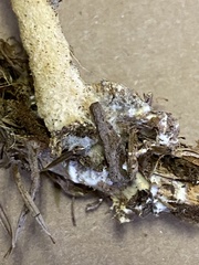 Collybiopsis peronata