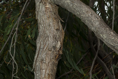 Eucalyptus