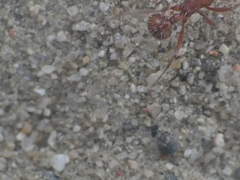 Pogonomyrmex subnitidus