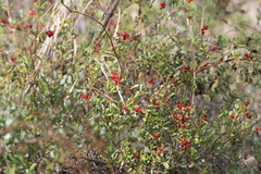 Lonicera subspicata denudata