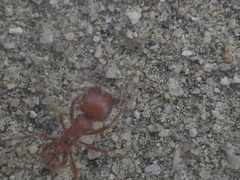Pogonomyrmex subnitidus