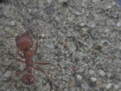 Pogonomyrmex subnitidus