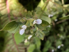 Hypoestes triflora