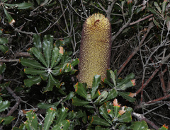 Banksia media