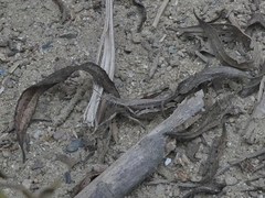 Melanoplus cinereus