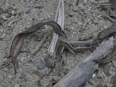 Melanoplus cinereus