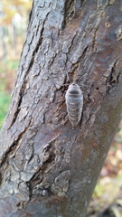 Alsophila pometaria