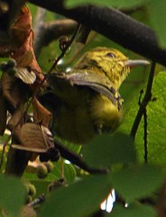 Vireo hypochryseus