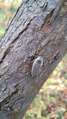 Alsophila pometaria