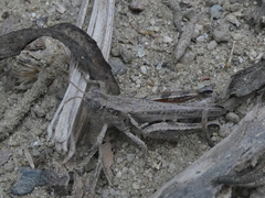 Melanoplus cinereus