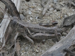 Melanoplus cinereus