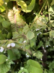 Hypoestes triflora