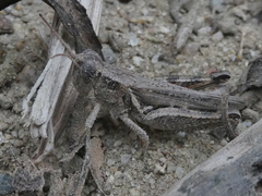 Melanoplus cinereus