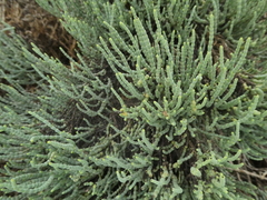 Arthroceras subterminale