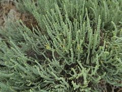 Arthroceras subterminale