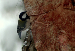 Parus minor
