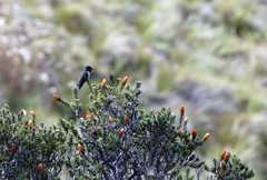 Oreotrochilus chimborazo