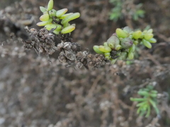 Suaeda taxifolia