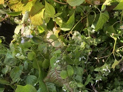 Hypoestes triflora