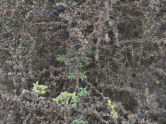Suaeda taxifolia