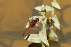 Erythrodiplax ines