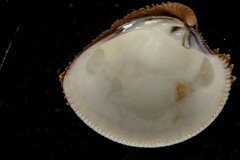 Chionopsis amathusia