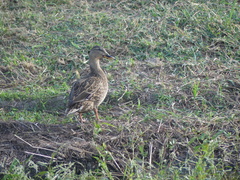 Anas platyrhynchos × fulvigula