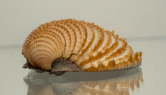 Chionopsis amathusia