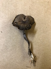 Gymnopilus punctifolius