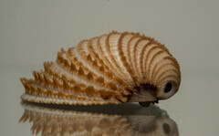 Chionopsis amathusia