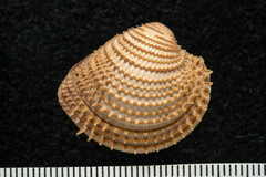 Chionopsis amathusia