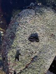 Leptasterias hexactis