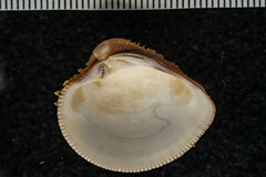 Chionopsis amathusia