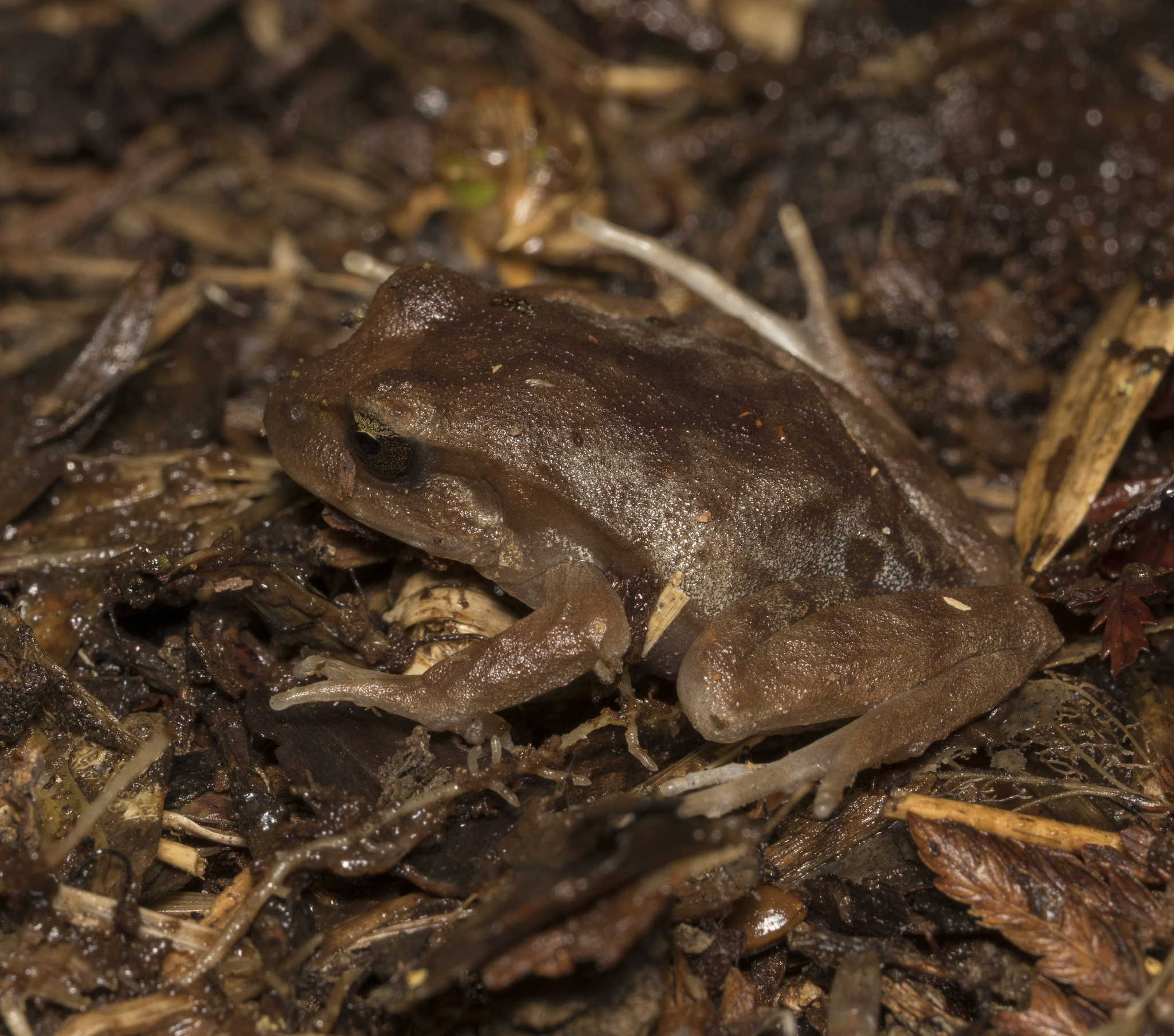 Eupsophus altor Nuñez, Rabanal & Formas, 2012