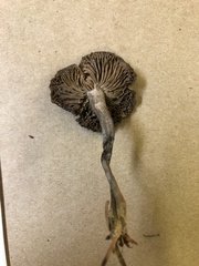 Gymnopilus punctifolius