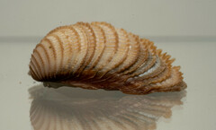 Chionopsis amathusia