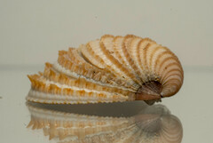 Chionopsis amathusia