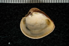 Chionopsis amathusia