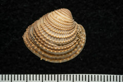 Chionopsis amathusia