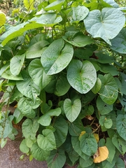Ipomoea setifera