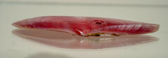 Tellinidae