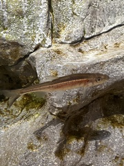 Clinostomus elongatus