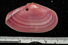 Tellinidae