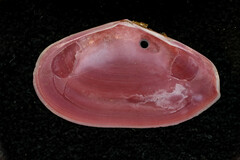 Tellinidae