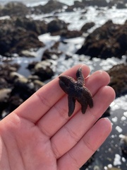 Leptasterias hexactis