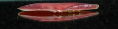 Tellinidae