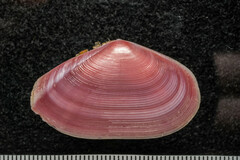 Tellinidae