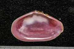 Tellinidae