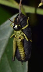 Ommatolampis perspicillata