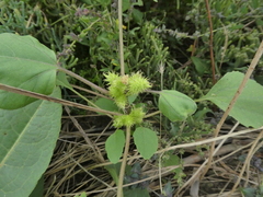 Xanthium orientale